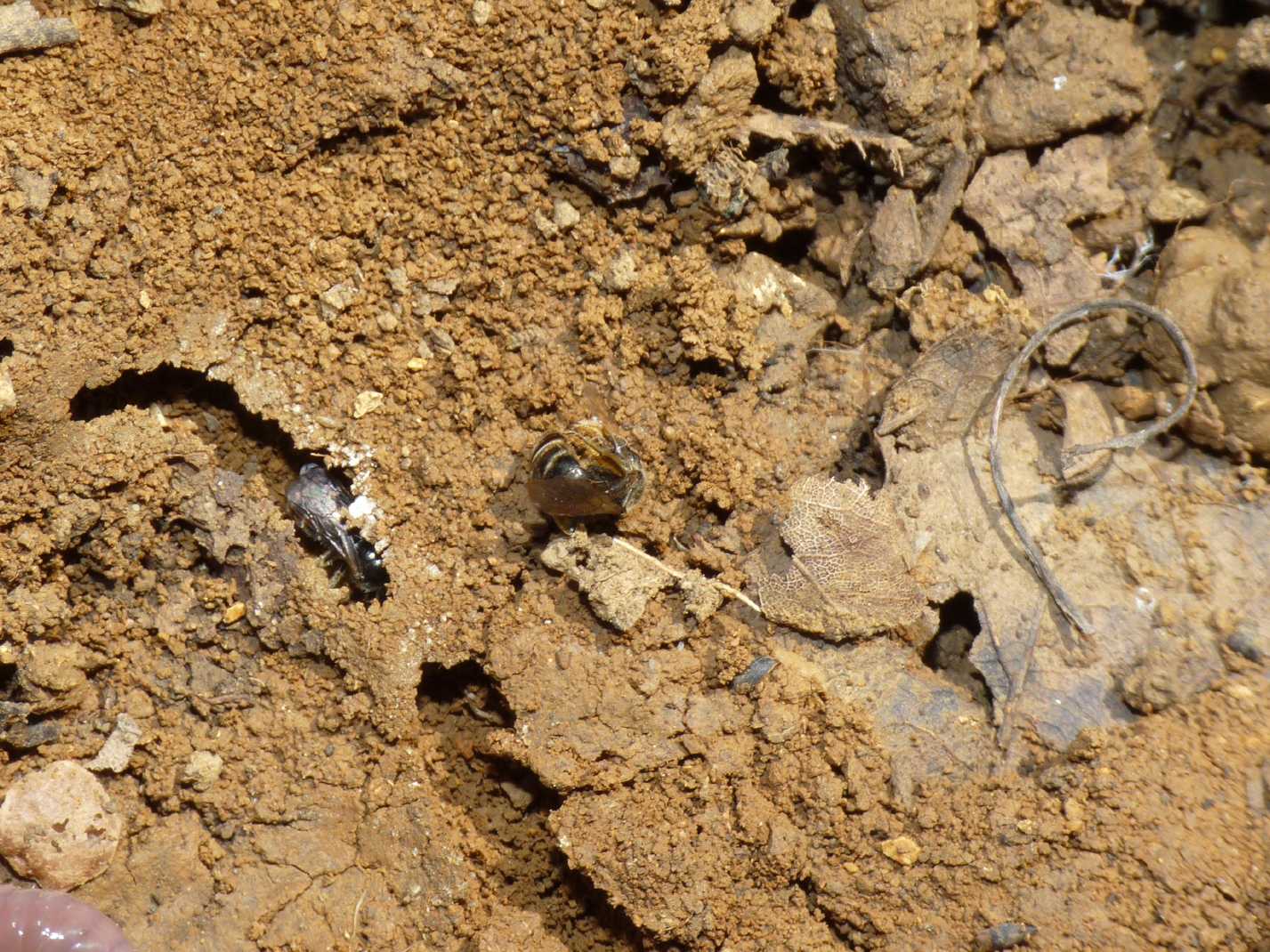 Apine scavatrici: Halictus sp. nella tana